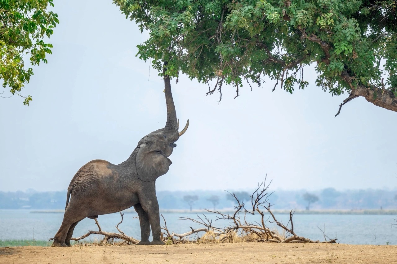 Best visit Guide to Mana pools national park on Zimbabwe wildlife safari tour 2026- 2028
